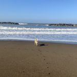 【海へ】愛犬と遊ぶ　居多神社　参拝　日本海　信じて進む